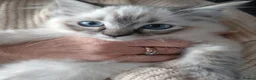Ragdoll cats for sale: Beautiful Bluey Kittens - Advert 2