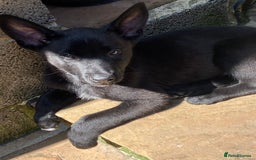 Belgian Shepherd Dog dogs for sale: Malinois x Dutch herder ready to collect !  in Wingate - Image 4