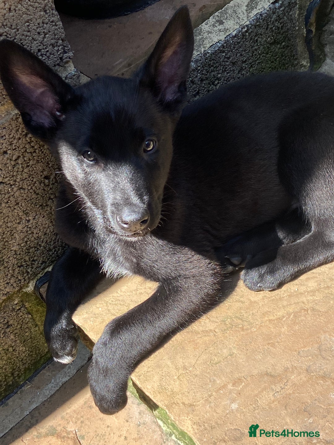Belgian Shepherd Dog dogs for sale: Malinois x Dutch herder ready to collect !  in Wingate - Image 4