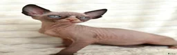 Sphynx cats for sale:  A Very Special Little Girl – Now Available  - Advert 3