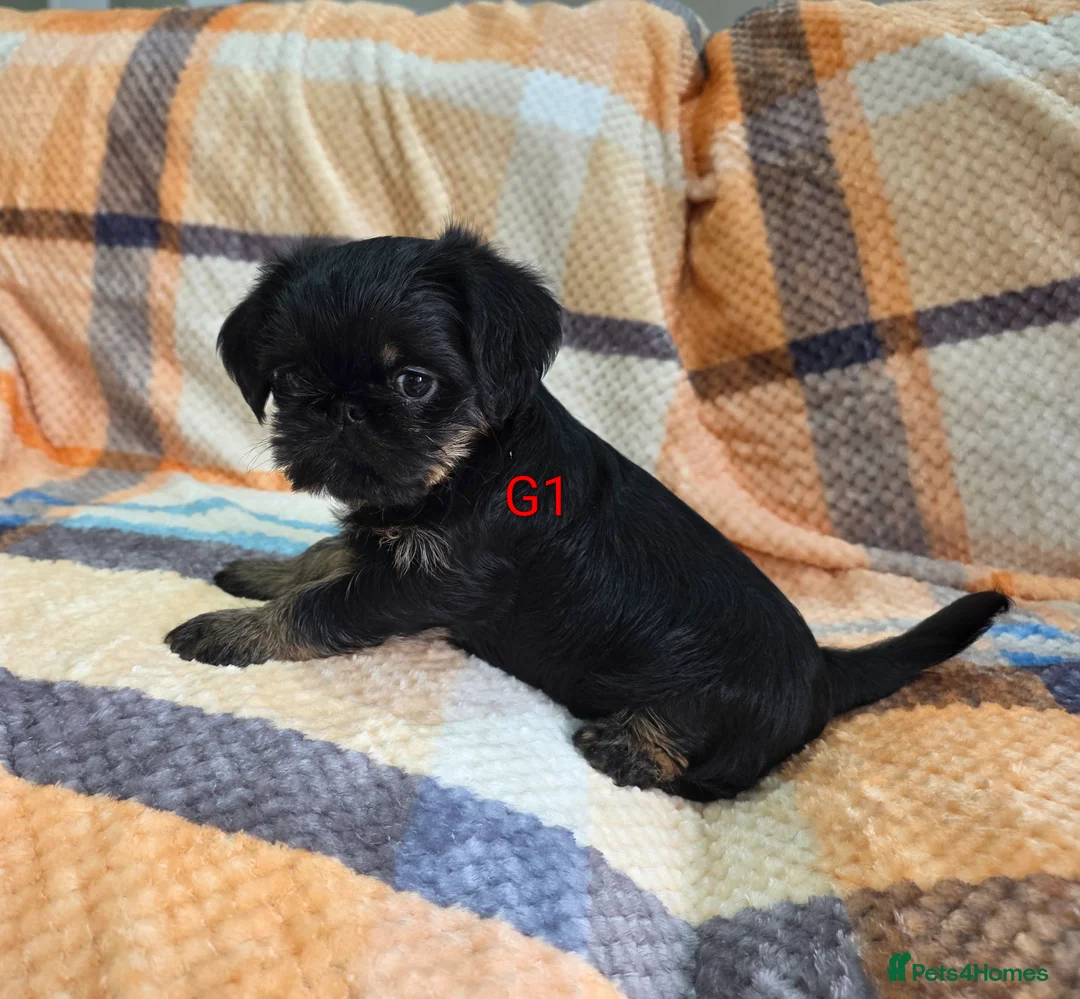 Griffon Bruxellois dogs for sale: Griffon comp - Advert 2