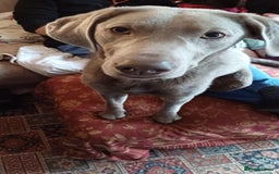 Labrador Retriever dogs for sale: Litter just be born - Image 4