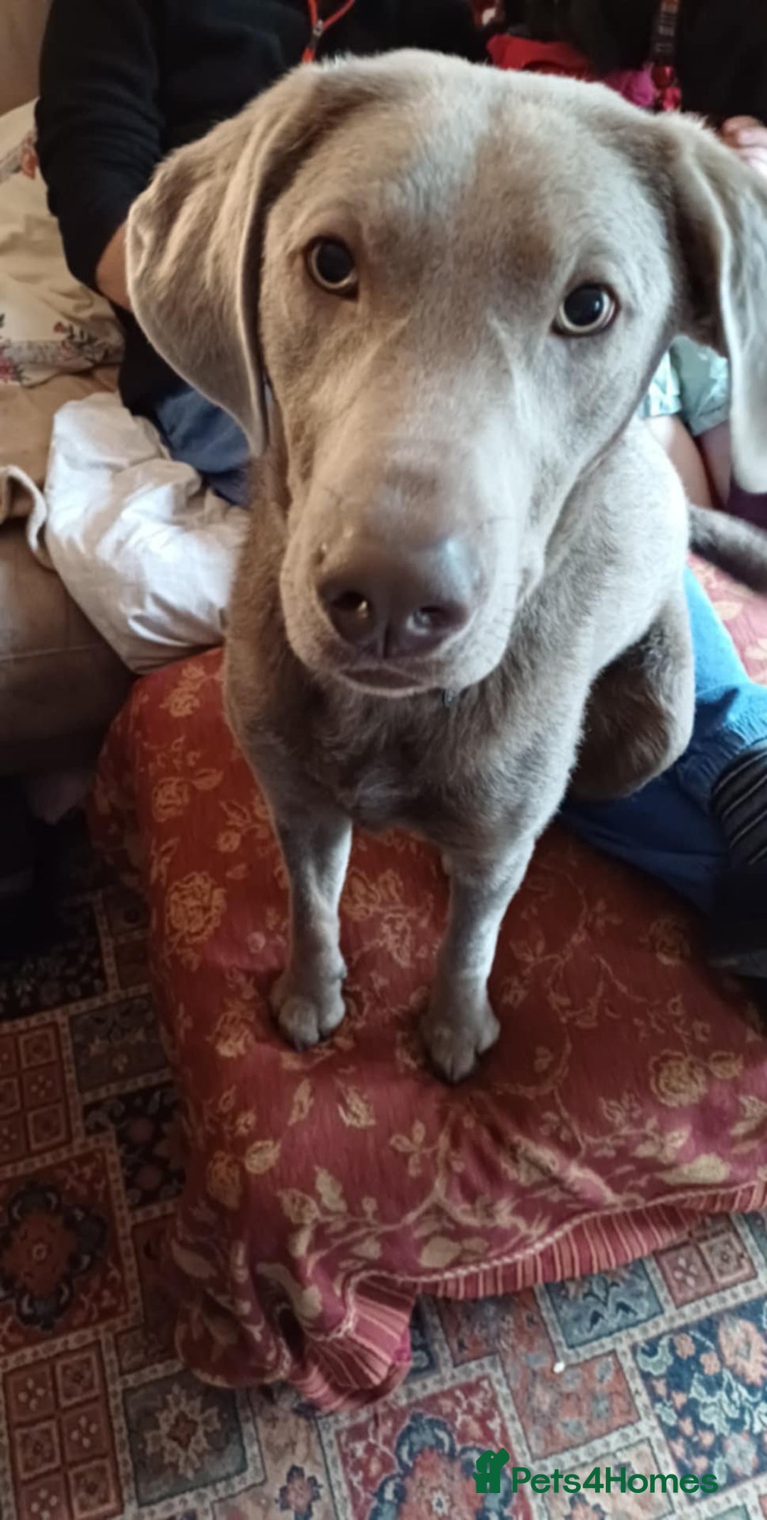 Labrador Retriever dogs for sale: Litter just be born - Image 4