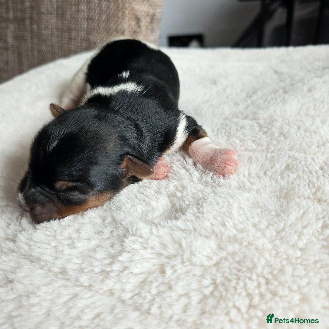 Yorkshire Terrier dogs for sale: 5 szczeniąt York terrier (Biewer) - Image 12