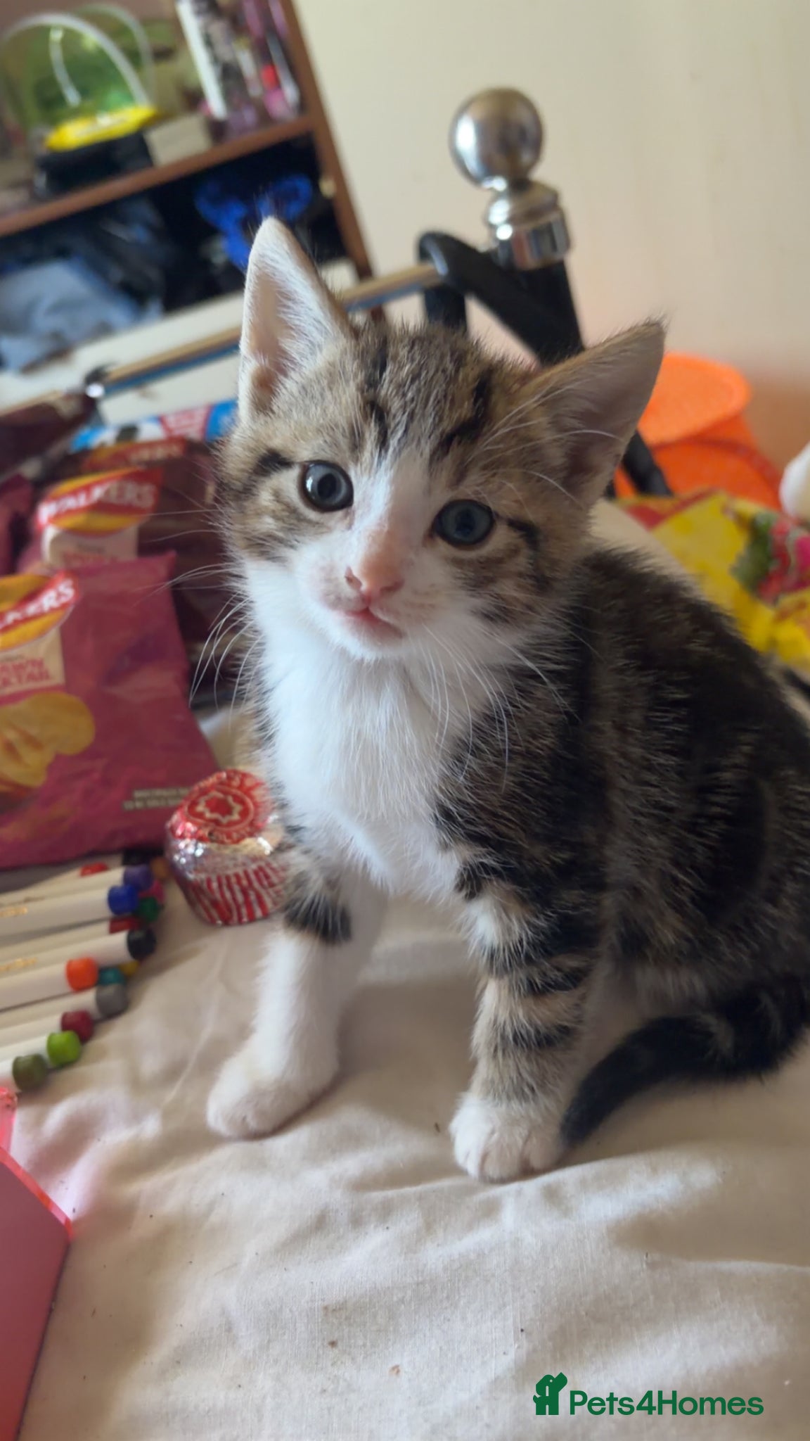 Mixed Breed cats for sale: 5 friendly playful mixed tabby kittens - Advert 9