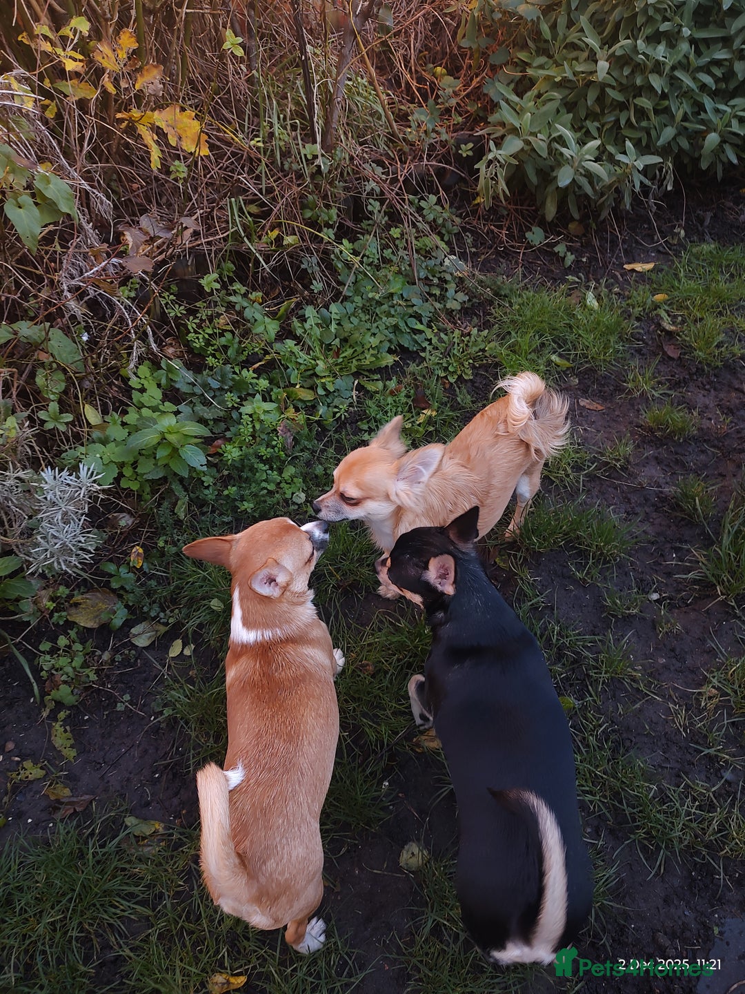 Chihuahua dogs for sale: Adorable Loving hand reared ready now Chihuahuas - Advert 40