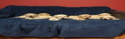Labrador Retriever dogs for sale: Fetch labrador puppies - Advert 11