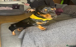 Dachshund dogs for sale: Ollie  - Image 3