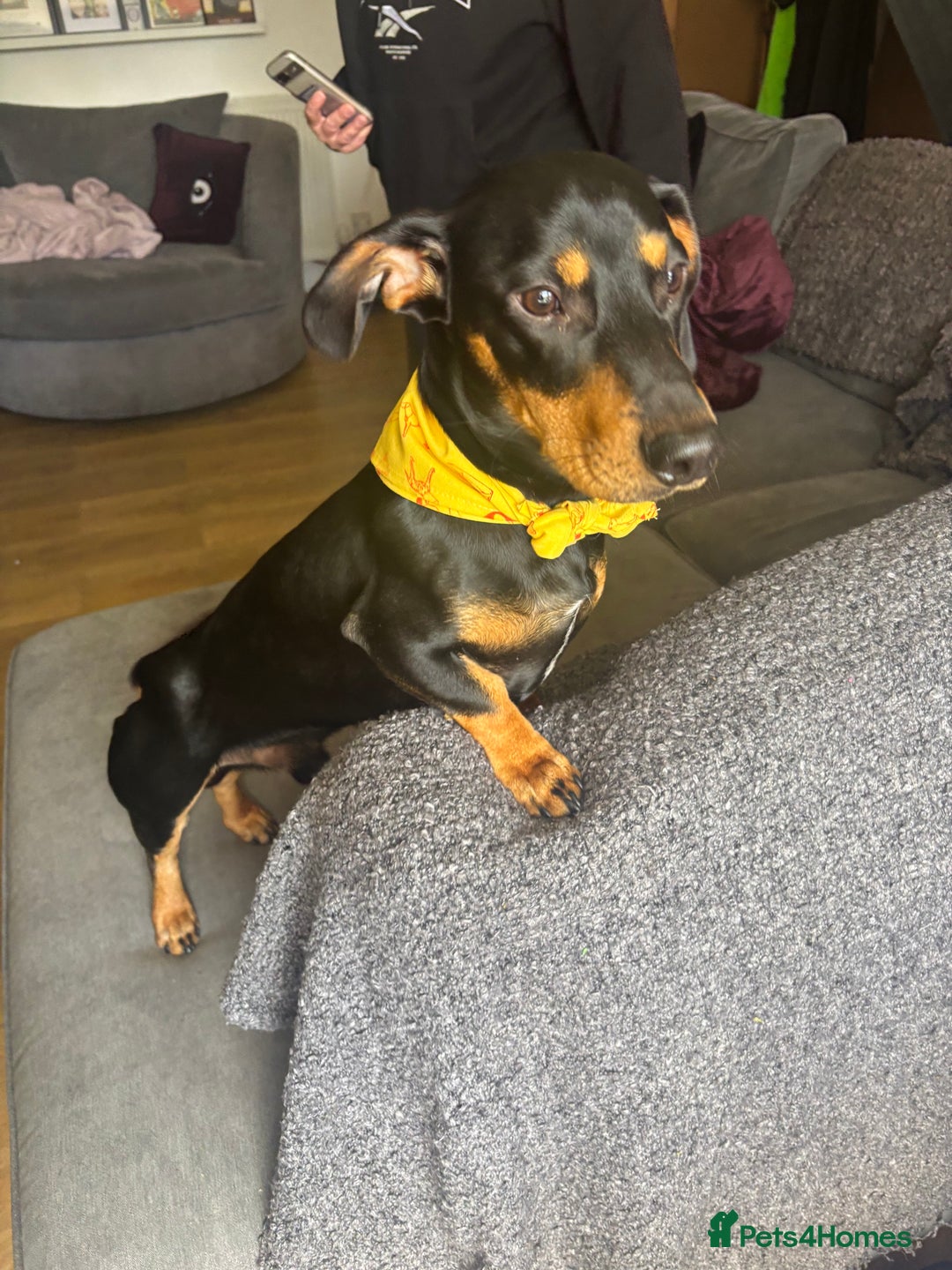 Dachshund dogs for sale: Ollie  - Image 3