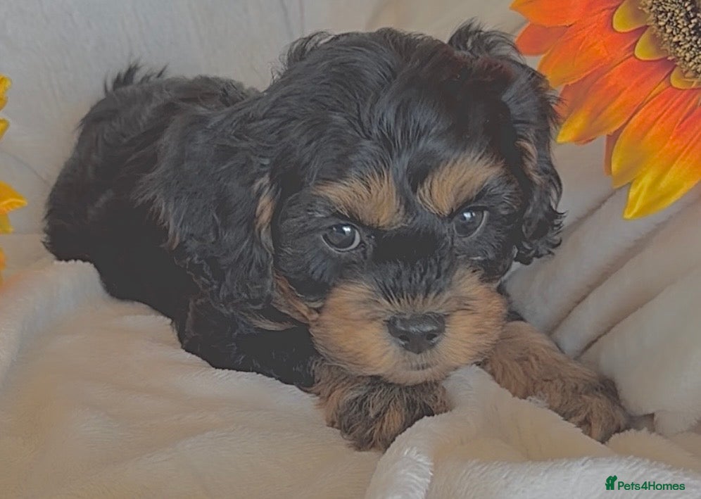 Cavapoo dogs Stunning F1 Cavapoos puppies  - Advert 2