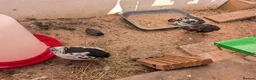 Quail poultry for sale: Black Tuxedo & Progressive Pied Coturnix Quail in Calne - Advert 1