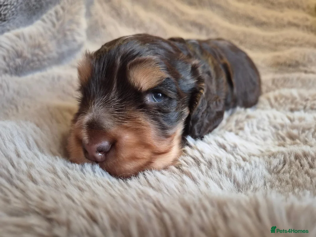 Cocker Spaniel dogs for sale: RKC SHOW COCKER SPANIEL PUPPY EXTENSIVELY HEALTH - Advert 20