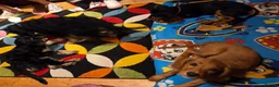 Cavapoo dogs for sale: Cavalier king Charles puppies 9 weeks old - Advert 5