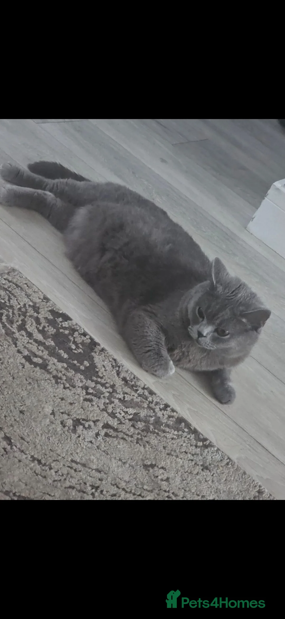 British Shorthair cats for sale: 3 girls 1 boy bsh in Cardiff - Advert 6