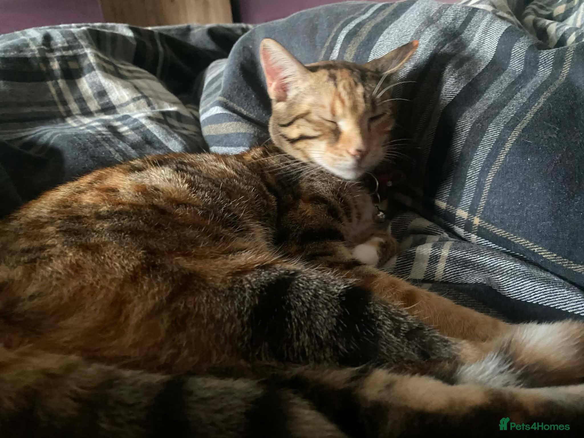 Mixed Breed cats Bengal mother. Father tabby with maincoon kittens  in Sanquhar - Advert 1