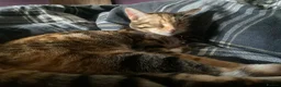 Mixed Breed cats for sale: Bengal mother. Father tabby with maincoon kittens  in Sanquhar - Advert 1