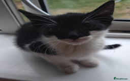 Mixed Breed cats for sale: ****** - Image 2