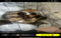 Mixed Breed cats for sale: female kitten  - Image 8