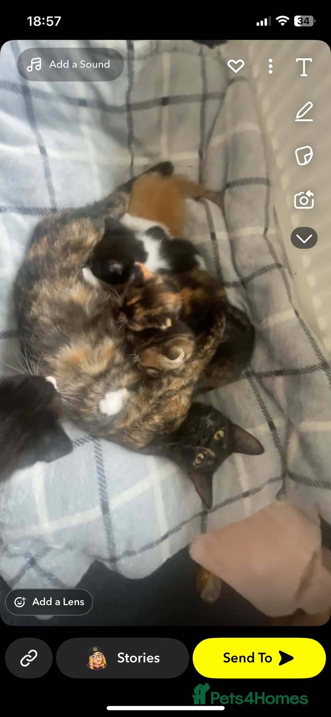 Mixed Breed cats for sale: female kitten  - Image 8