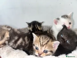 Mixed Breed cats British Short Hair X Bengal Mix Kittens - Advert 18