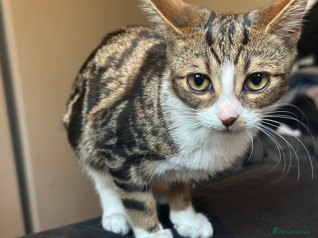 Mixed Breed cats for sale: 4 female bengal kittens  - Image 6