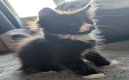 Maine Coon cats for sale: Maine Coon X kittens - Image 3