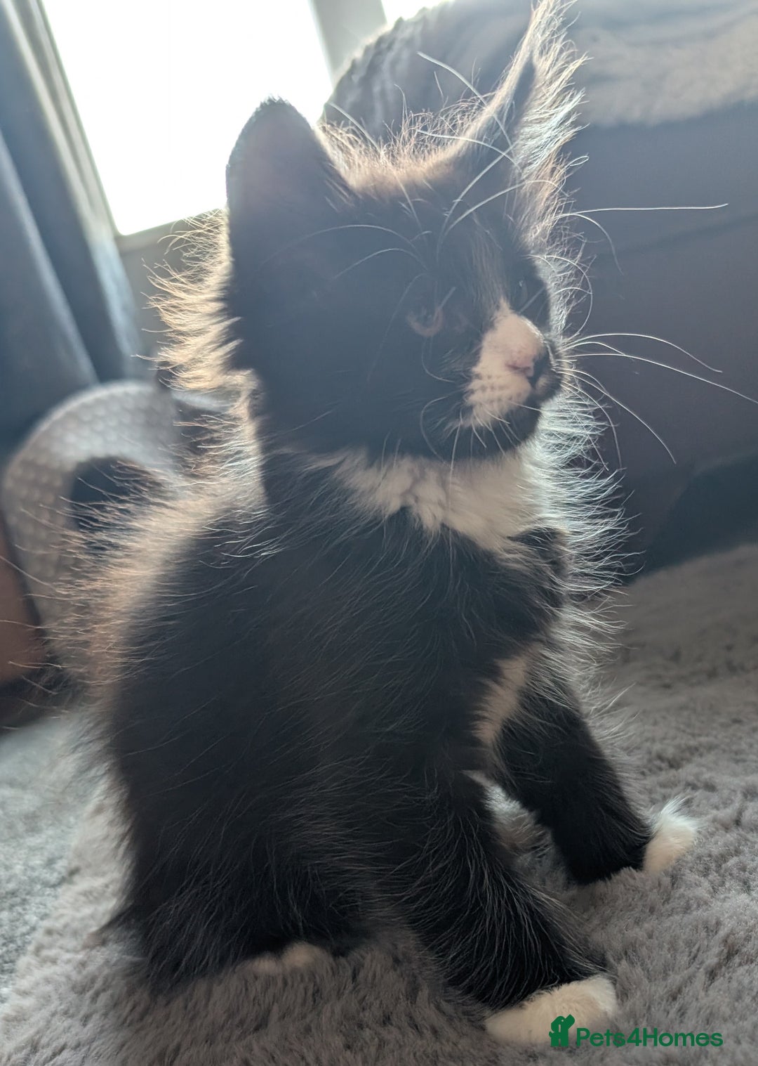 Maine Coon cats for sale: Maine Coon X kittens - Image 3