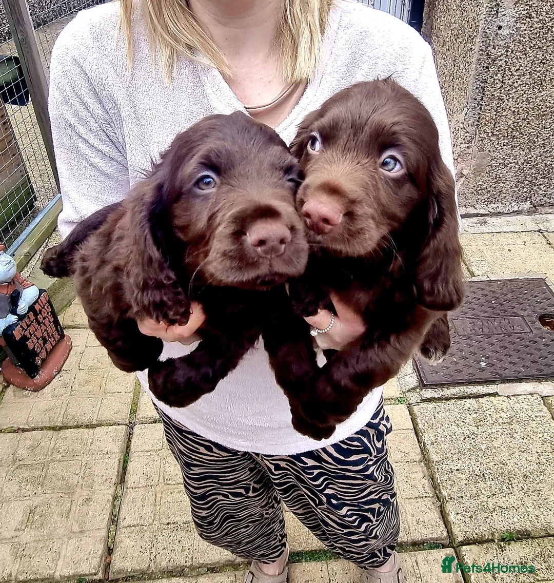 Sprocker dogs for sale: F1 Sprocker Spaniel  - Advert 3