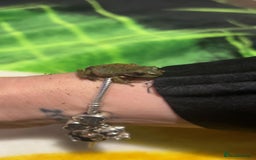 Frog reptiles for sale: White tree froglets  - Advert 2