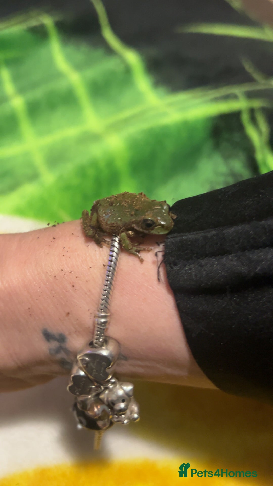 Frog reptiles for sale: White tree froglets  - Advert 2