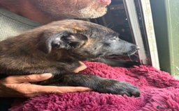 Mixed Breed dogs for sale: Dutch herder x German Shepherd pups - Image 14