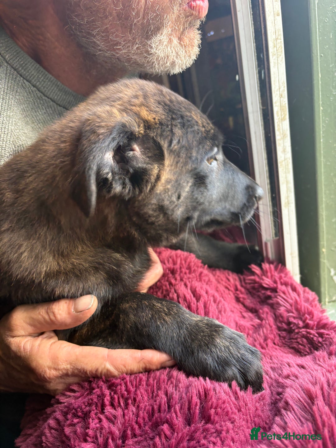 Mixed Breed dogs for sale: Dutch herder x German Shepherd pups - Image 14
