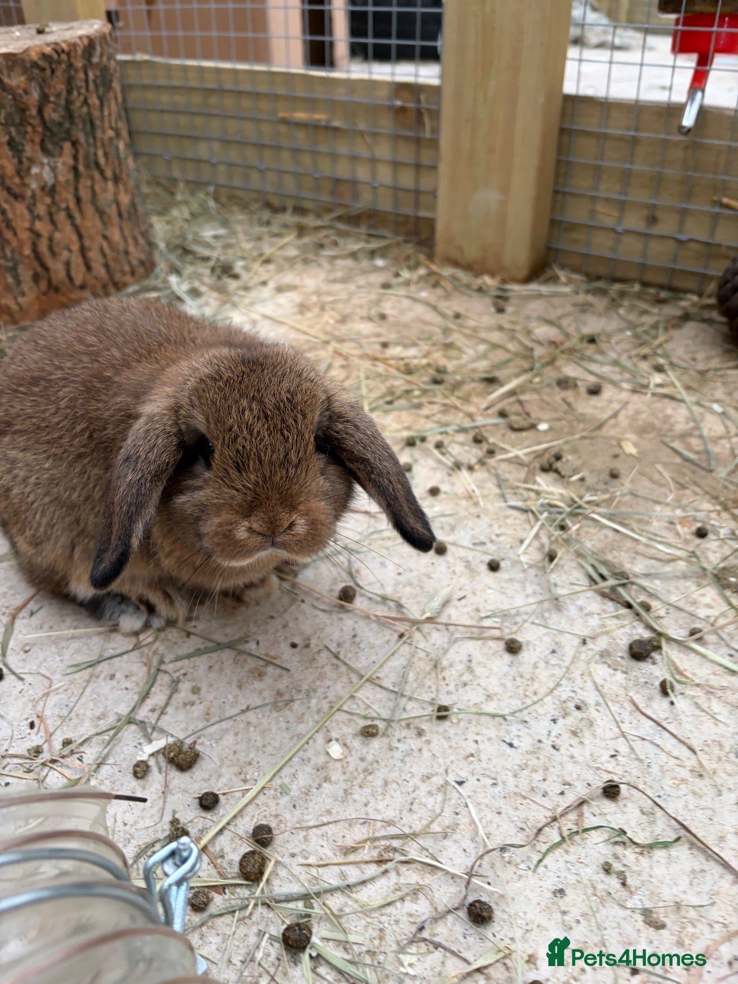 Mini Lop rabbits Mini Lops  - Advert 22