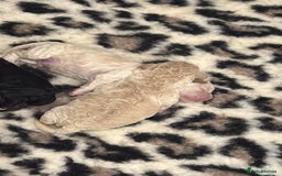 Cavapoo dogs for sale: Beautiful F1bb cavapoo pups - Image 17