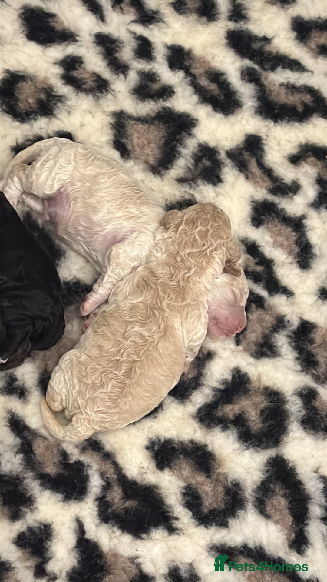 Cavapoo dogs for sale: Beautiful F1bb cavapoo pups - Image 17