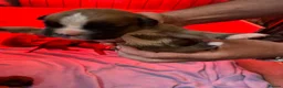 Boxer dogs for sale: Stunning boxer puppies available for forever homes - Advert 7