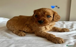 Cavapoo dogs for sale: Fully health tested Cavapoo 🐾🐶 - Image 2