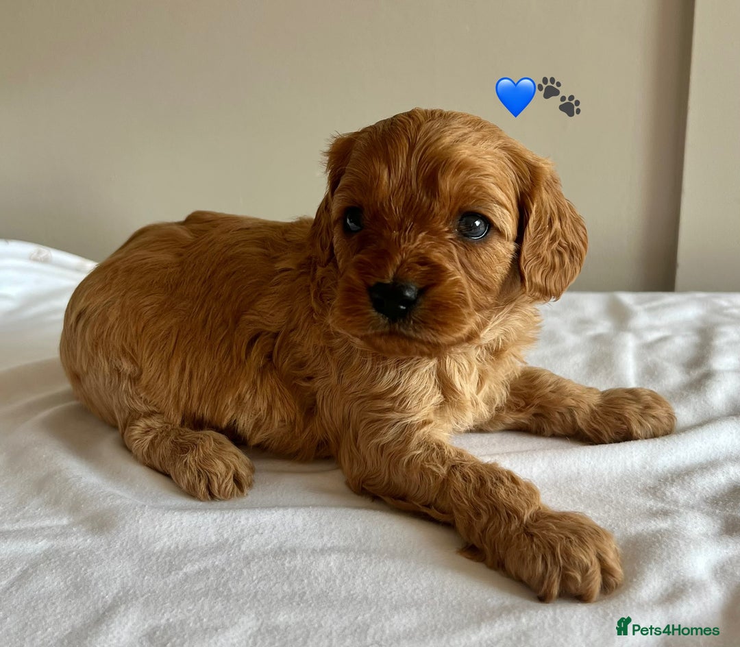 Cavapoo dogs for sale: Fully health tested Cavapoo 🐾🐶 - Image 2