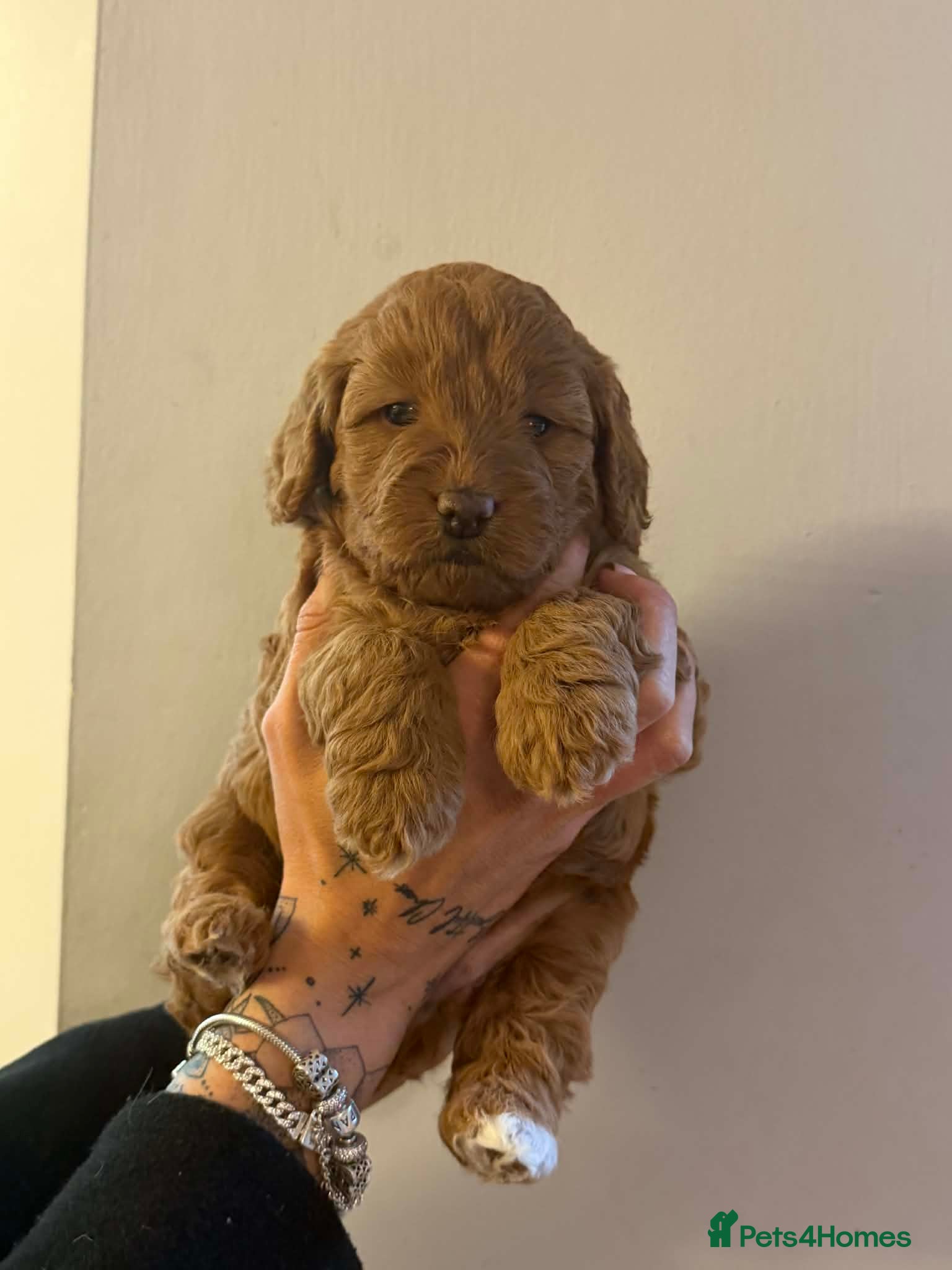 Cockapoo dogs Gorgeous f1b cockerpoo Puppies - Advert 13