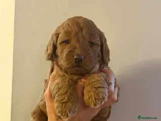 Cockapoo dogs Gorgeous f1b cockerpoo Puppies - Advert 6