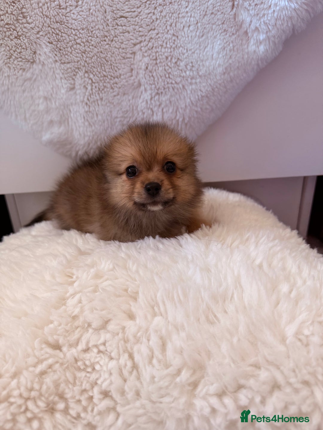 Pomeranian dogs for sale: Pomeranian girls for sale  - Image 9