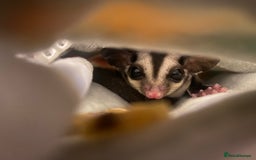 Sugar Glider rodents for sale: 2 male sugar gliders  - Advert 2