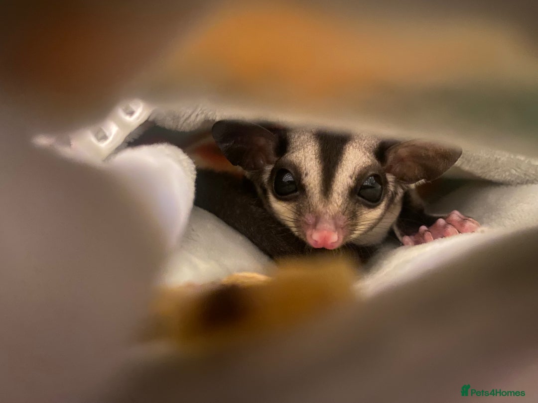 Sugar Glider rodents for sale: 2 male sugar gliders  - Advert 2