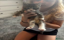 Mixed Breed cats for sale: 3 beautiful fluffy tabby boys  - Image 3