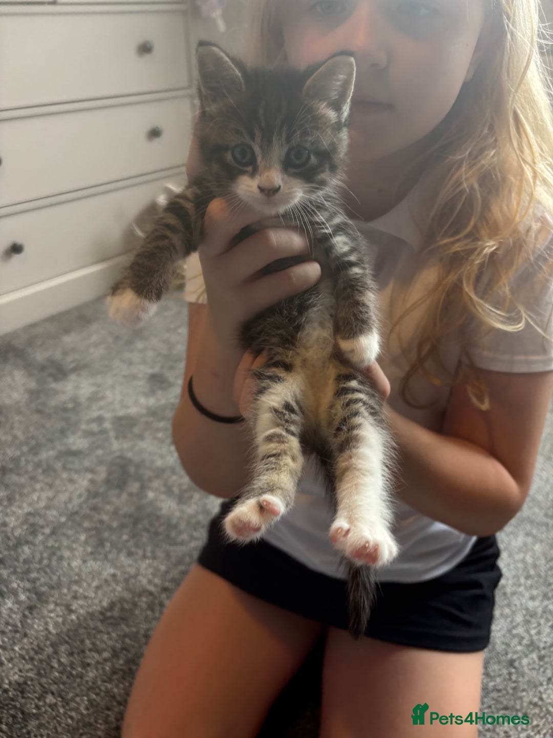 Mixed Breed cats for sale: 3 beautiful fluffy tabby boys  - Image 3
