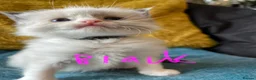 Ragdoll cats for sale: Pure ragdoll kittens sake London - Advert 32