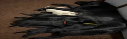 Labrador Retriever dogs for sale: Beautiful Kennel Club Registered Labrador Puppies - Advert 11
