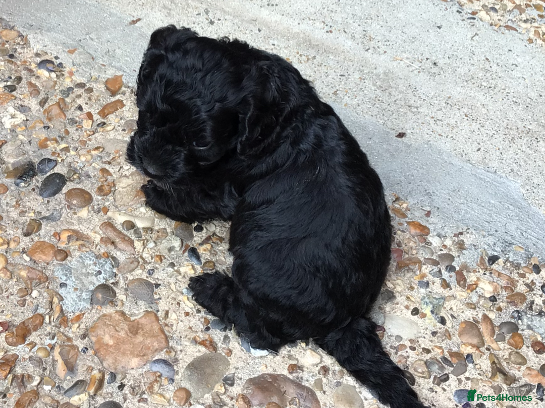 Cockapoo dogs for sale: Gorgeous F1 Cockapoo puppies - Image 8