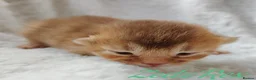 Devon Rex cats for sale: Beautiful Devon Rex x Abyssinian Kittens  - Advert 3