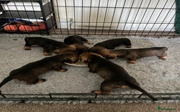 Dachshund dogs for sale: Teckels puppies - Image 2